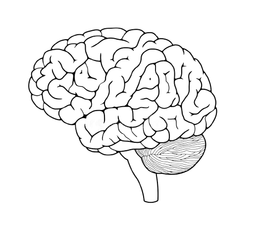 cerebro-removebg-preview Psicologia o area de memoria